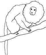 Tamarin Monkey sketch template