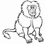 Baboon Coloring Pages Color Print Kids Animal Animals Printable sketch template