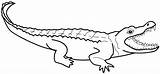 Crocodile Alligator Nile Alligators Spectacle Webstockreview Clipartmag Designlooter Getcolorings Coloringsun sketch template