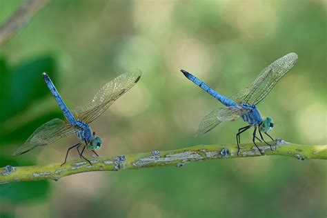 blue dasher arizona dragonflies