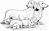 Dog Coloring Pages Wiener Weiner Getcolorings Color sketch template