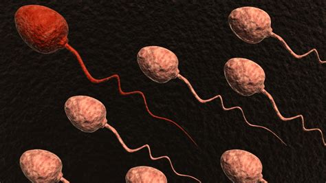 spermcheck understanding the semen analysis for fertility