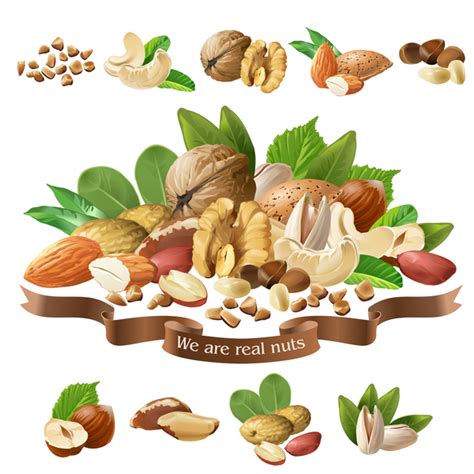 nuts labels vector