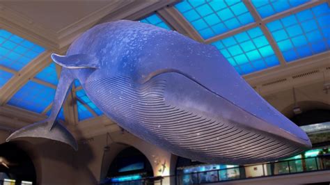 color   blue whale youtube
