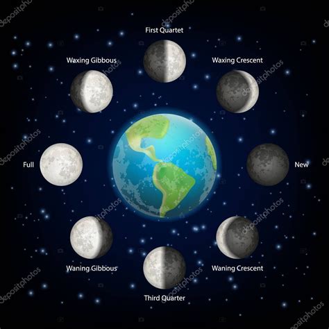 dibujos la luna  sus fases luna fases vector ilustracion realista