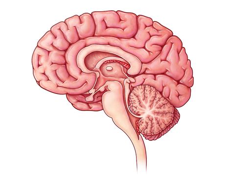 sagittal cross section brain