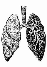 Lunge Polmoni Longen Pulmones Lungs Poumons Kleurplaat Malvorlage Educolor Coloriage Große Herunterladen sketch template