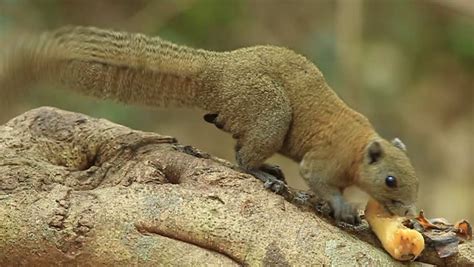 lovely gray bellied squirrel callosciurus caniceps gray stock footage