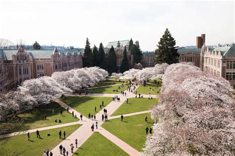 top view uw cherry blossoms university  washington honors program