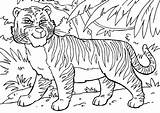 Tiger Coloring Large Printable Pages Edupics sketch template