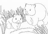 Wombat Colouring Wombats Activityvillage sketch template