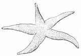 Starfish Coloring Pages Kids Printable Draw sketch template