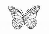 Schmetterling Schmetterlinge Pdf Vorlagen Ausmalen Ausmalbild Malvorlage Pfauenauge Deti Eti Schöne Scherenschnitt Papillon sketch template