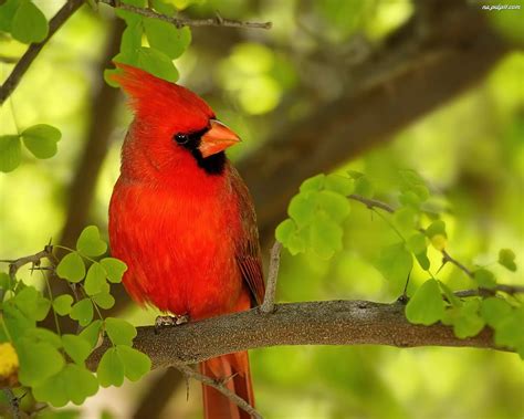kardynal czerwony ptak