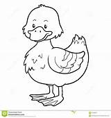 Pato Anatra Boek Eend Kleurend Quack sketch template