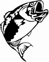 Bass Fish Stencil Largemouth Outline Clipartmag sketch template