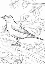 Robin Coloring Pages Getdrawings Red sketch template