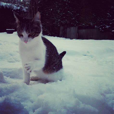 14 adorable funny pictures of cats first time in the snow