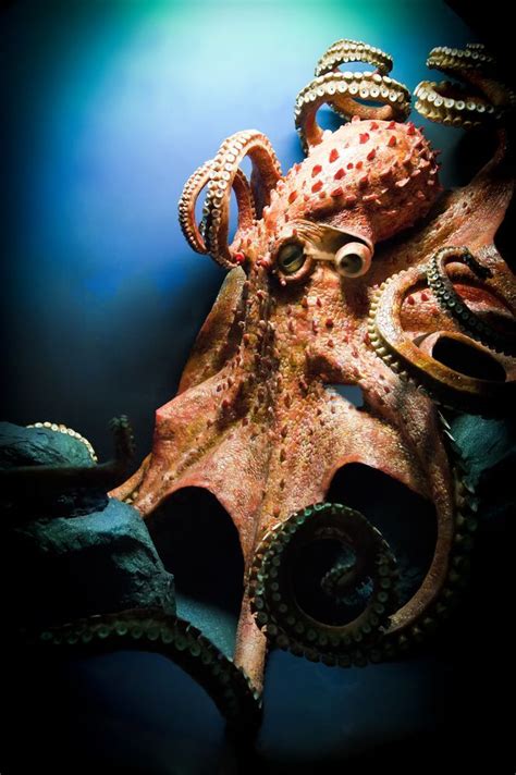 325 best images about kraken octopus on pinterest