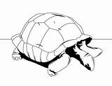 Tortuga Tortue Tortugas Terrestres Tortoise Sulcata Reptiles Conjunto Gratistodo Línea Colorier sketch template