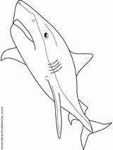Shark Tiger Requin Dessin Coloring Pages Coloriage Colouring Poissons Kids Gratuit sketch template