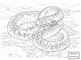 Python Snake Ball Coloring Drawing Realistic Getdrawings sketch template
