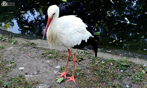 fotos voegel storch white stork ein tier zoom