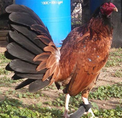 pin   info  breeds game fowl chicken breeds rooster breeds