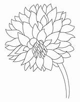 Dahlia Coloring Flower Garden Drawing Dalia Pages Drawings Kids Getdrawings 810px 16kb sketch template
