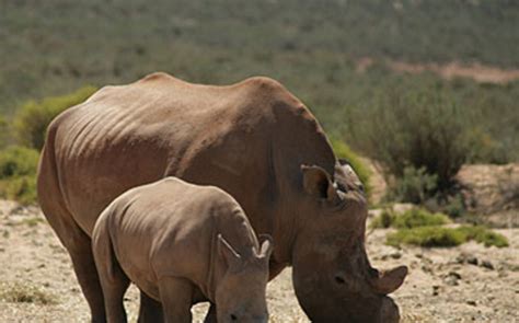 rhino myth needs to be nullified