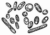 Yeast Cells Ragi Openclipart Webstockreview sketch template