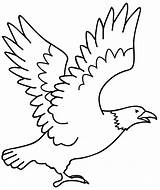 Burung Mewarnai Aguilas Aguia Paud Sketsa Elang Garuda Marimewarnai Tunggal Bhineka Ika Beringin Pohon Kumpulan Guila sketch template