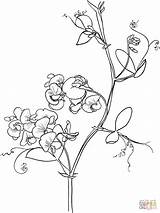 Odoratus Lathyrus Sweetpea Kwiaty Drawing Obraz Rysunek Ausmalbilder Blumenbilder Ausmalen Kolorowanki Wydruku Darmowe sketch template