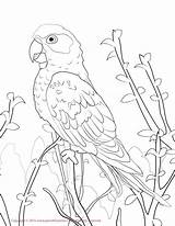 Conure Sun Coloring Drawing Pages Bird Color Lovebird Print Draw Printable Getcolorings Drawings Getdrawings 1275 36kb sketch template