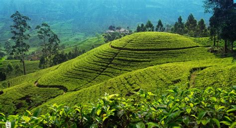 sri lanka tea plantation  insight guides