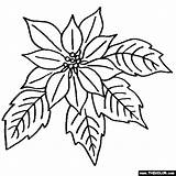 Poinsettia Printable Flores sketch template