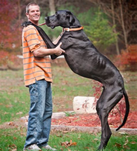 top  largest dog breeds   world   biggest dog breeds