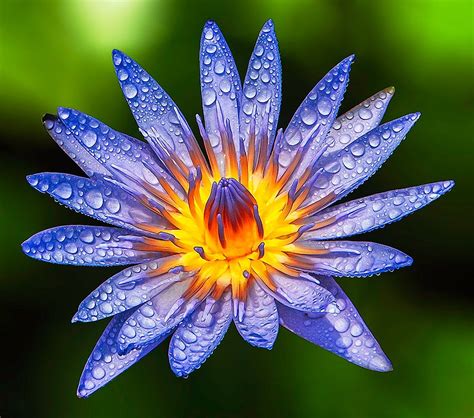 nymphaea caerulea     blue egyptian water lily  sacred