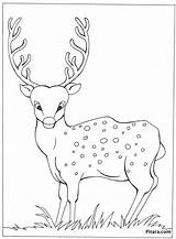 Deer Coloring Pages Wild Animals Pitara sketch template
