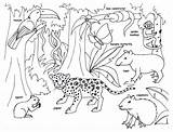 Rainforest Coloring Pages Tropical Library Draw sketch template