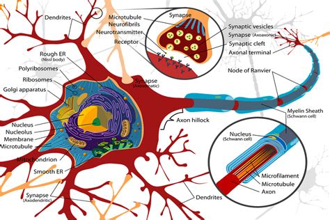 nervensystem neurologie  heilpraktikerschule mvde