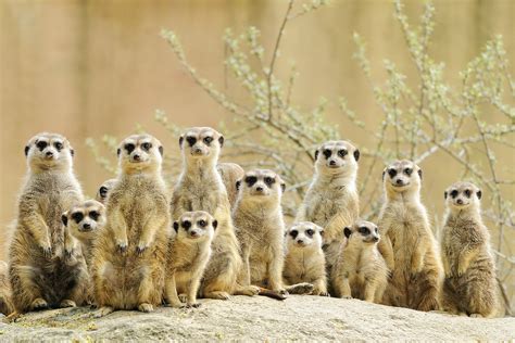 perfect habitat  meerkats automotive technical articles ti