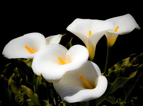 aid  calla lily poisoning
