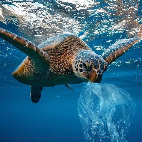 animals pollution  turning  ocean   minefield   stuck  nets