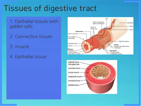 Tissues Digestive System
