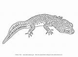 Gecko Coloring Pages Bearded Dragon Reptiles Leopard Colouring Print Crested Printable Teddy Kids Yellow Geckos Henry Tiger Adult Search Cute sketch template