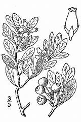 Tundra Plants Drawing Arctostaphylos Alpina Coloring Bearberry Ericaceae Pages Getdrawings Drawings Flora Alpine Alpin Arcto sketch template