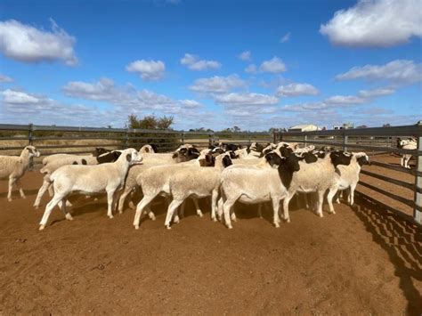 lot 880 59 mixed sex lambs auctionsplus