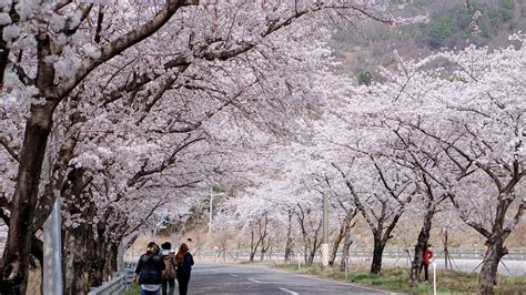 eattravelrepeat korea hadong cherry blossom tunnel