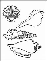 Coloring Printable Pages Seashell Shells Sea Kids Animal Seashells Choose Board Sheets sketch template